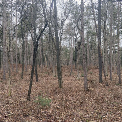 Image of Pinery Park landscape from photo monitoring post location #1.