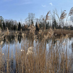 Image of Pinery Park landscape from photo monitoring post location #10.