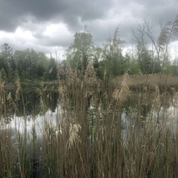 Image of Pinery Park landscape from photo monitoring post location #10.